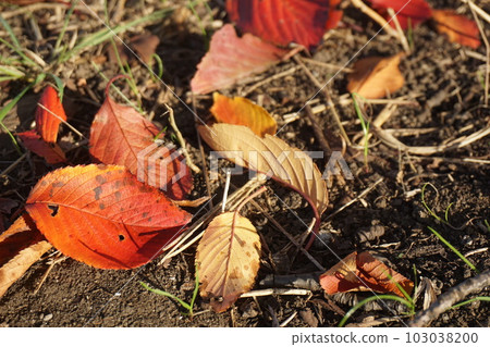 Fallen leaves  103038200
