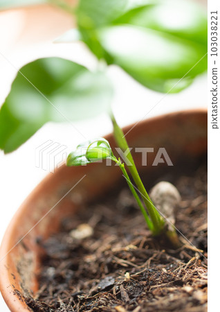 Water droplets on yuzu germination 103038221