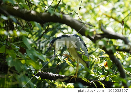 野鳥的威脅 103038397