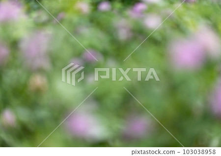 春季植物（紅三葉草）的模糊背景 103038958