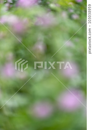 春季植物(紅三葉草)的模糊背景 春季植物(紅三葉草)的模糊背景 103038959