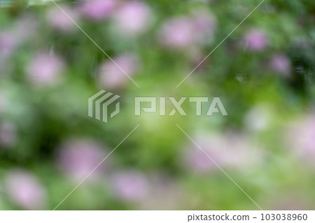 春季植物(紅三葉草)的模糊背景 春季植物(紅三葉草)的模糊背景 103038960