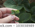 Strawberry. Young mustache of a berry bush in a hand of a farmer 103038989
