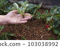 Young shoot of strawberries in the hand of the farmer 103038992