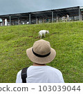 boy looking at goat 103039044