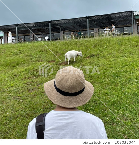 boy looking at goat boy looking at goat 103039044