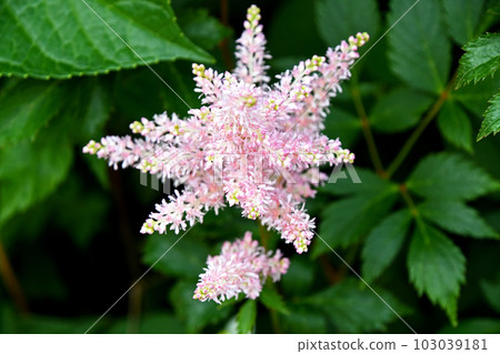 Astilbe (Awamori grass) 103039181