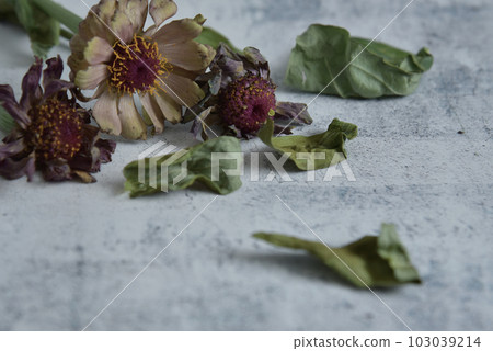 枯萎的花 103039214