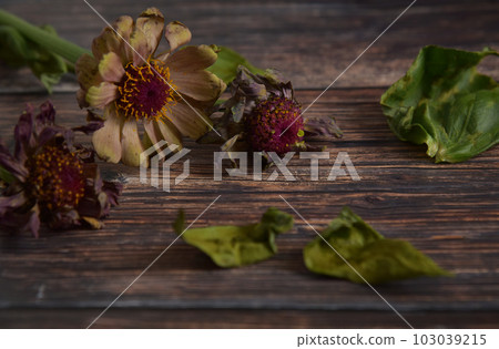 枯萎的花 枯萎的花 103039215