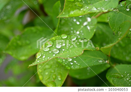 Morning dew shining on blueberry leaves Morning dew shining on blueberry leaves 103040053