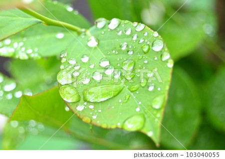 Morning dew shining on blueberry leaves Morning dew shining on blueberry leaves 103040055