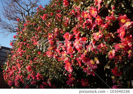 茶花 茶花 103040286
