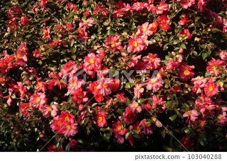 茶花 茶花 103040288