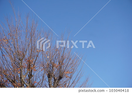 Sky and tree 103040418