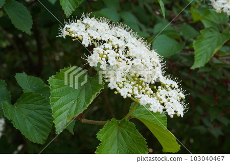 White cattle flower White cattle flower 103040467