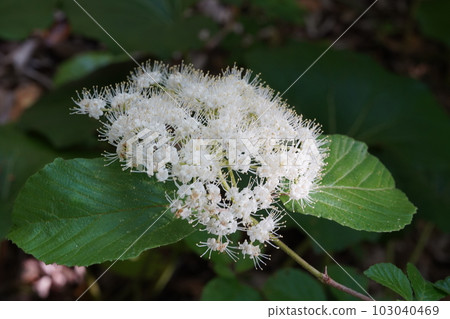 白牛花 白牛花 103040469