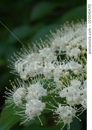 White cattle flower White cattle flower 103040470