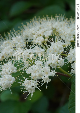 White cattle flower 103040471