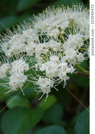 White cattle flower White cattle flower 103040472