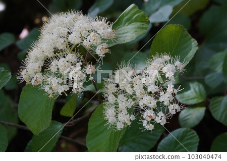 White cattle flower White cattle flower 103040474