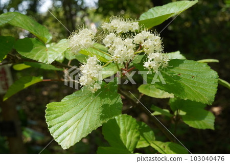 White cattle flower White cattle flower 103040476