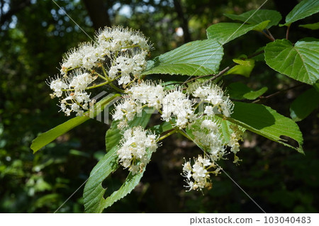 White cattle flower 103040483