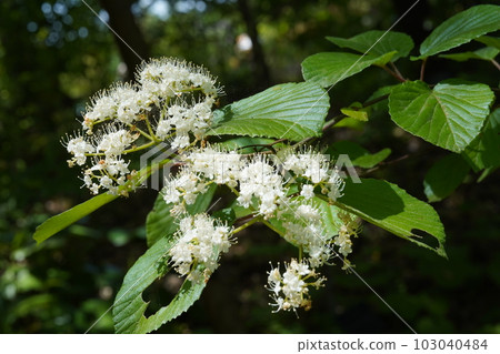 White cattle flower White cattle flower 103040484