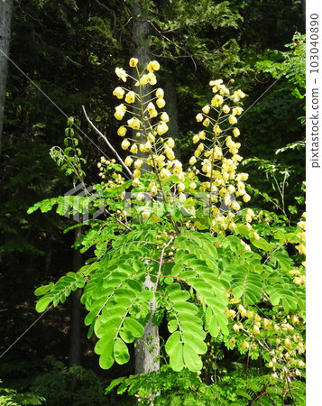 在河床上盛開的落葉灌木“Jaketsuibara”的花朵 103040890