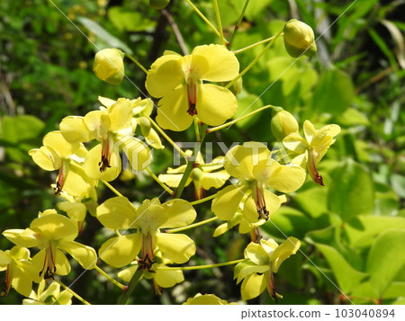 Flowers of the deciduous shrub "Jaketsuibara" that blooms on the riverbed Flowers of the deciduous shrub "Jaketsuibara" that blooms on the riverbed 103040894