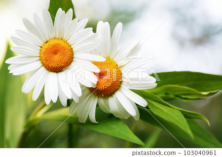 Field Chamomile Macro Field Chamomile Macro 103040961