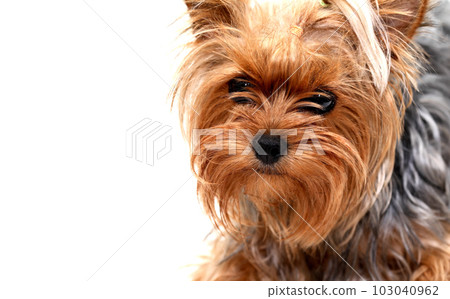 Funny Small Puppy 103040962