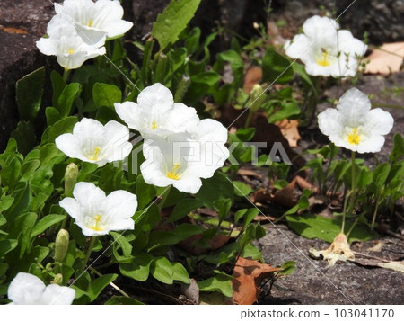 Silver cup 103041170