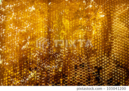 Drop of bee honey drip from hexagonal honeycombs filled with golden nectar Drop of bee honey drip from hexagonal honeycombs filled with golden nectar 103041200