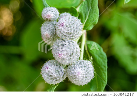 Beautiful growing flower root burdock thistle on background meadow Beautiful growing flower root burdock thistle on background meadow 103041217