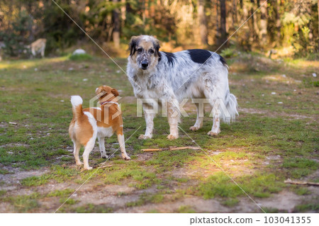 Small dog barking on big, behaviour situation 103041355