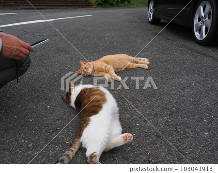 社區貓家庭在公園玩耍 103041913