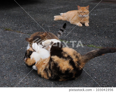 Community cat family play in the park Community cat family play in the park 103041956