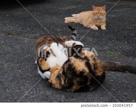 Community cat family play in the park Community cat family play in the park 103041957