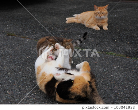 Community cat family play in the park Community cat family play in the park 103041958