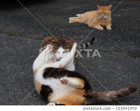 Community cat family play in the park 103041959
