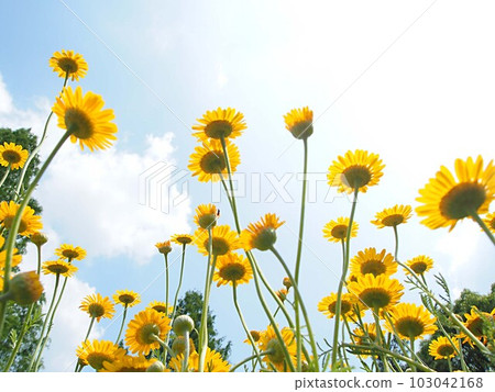 藍天和一簇簇黃金菊花 藍天和一簇簇黃金菊花 103042168