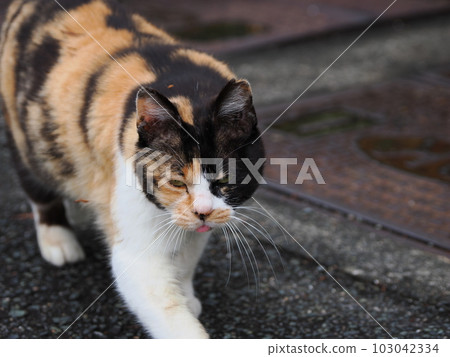 櫻桃貓一家在公園玩耍 櫻桃貓一家在公園玩耍 103042334
