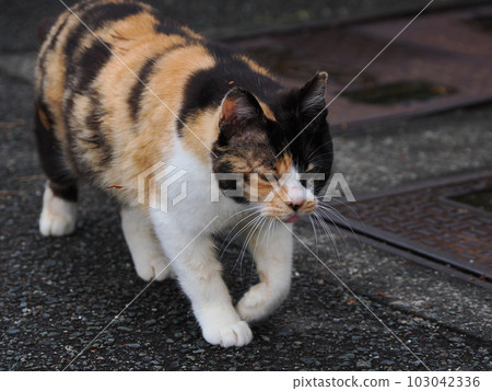 櫻桃貓一家在公園玩耍 櫻桃貓一家在公園玩耍 103042336