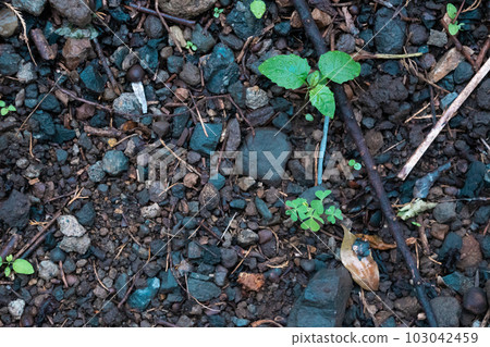被雨水浸濕的地面和植物 被雨水浸濕的地面和植物 103042459