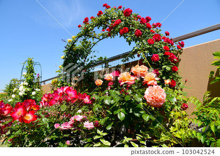 Life with plants Flower arch on the roof balcony in spring Roses in full bloom Happy space Life with plants Flower arch on the roof balcony in spring Roses in full bloom Happy space 103042524