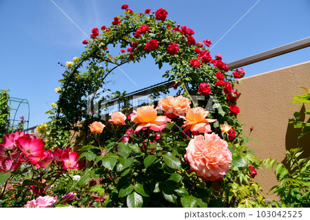 Beautifully blooming climbing rose arch on the roof balcony Many roses are in full bloom Happy season Beautifully blooming climbing rose arch on the roof balcony Many roses are in full bloom Happy season 103042525