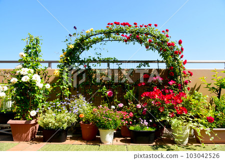 Life with plants Flower arch on the roof balcony in spring Roses in full bloom Happy space Life with plants Flower arch on the roof balcony in spring Roses in full bloom Happy space 103042526