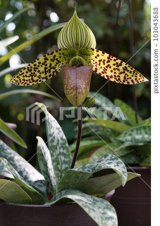 Paphiopedilum sukhakulii Paphiopedilum sukhakulii 103043688