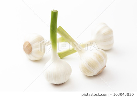 Garlic white back 103043830