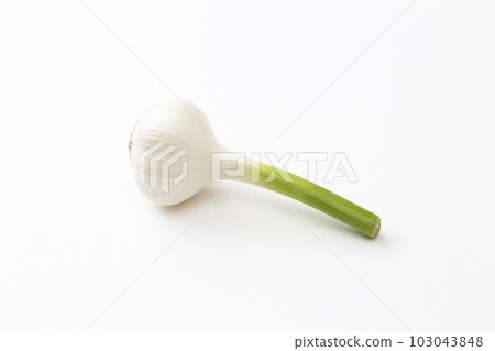 Garlic white back Garlic white back 103043848